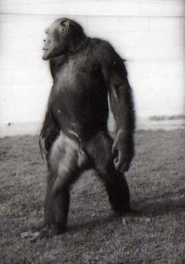 oliver chimpanzee